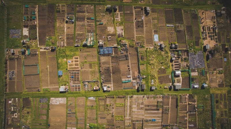 tree outdoor drone view and farmland 4k