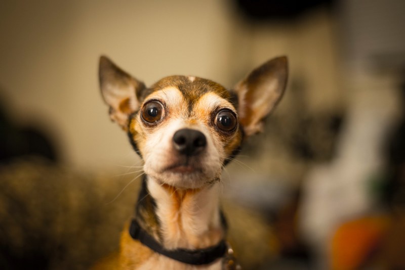 cardigan basenji corgi and chihuahua 4k