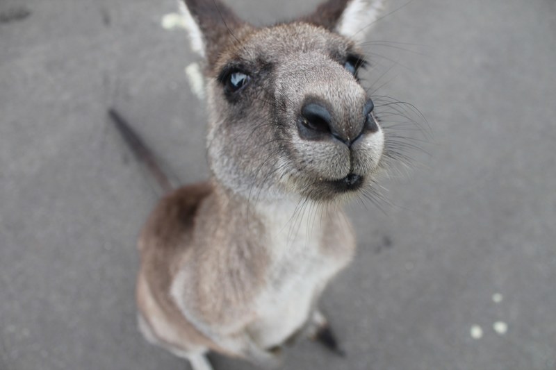 kangaroo wallaby animal and mammal 4k