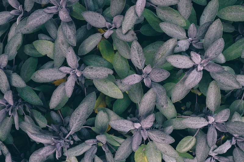 a top view of whorled green and gray plant leaves in exbury gardens, leafy plants in exbury gardens 4k