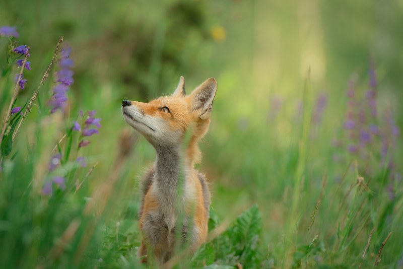 young wild red fox looks up in a wildflower field, red fox in a field 4k