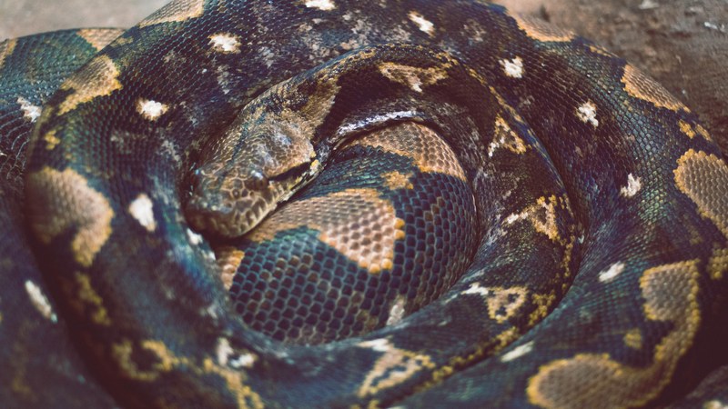 stare texture wildlife and zoo 4k