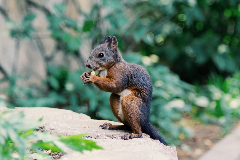 cute squirrel eating a seed outside, eating 4k