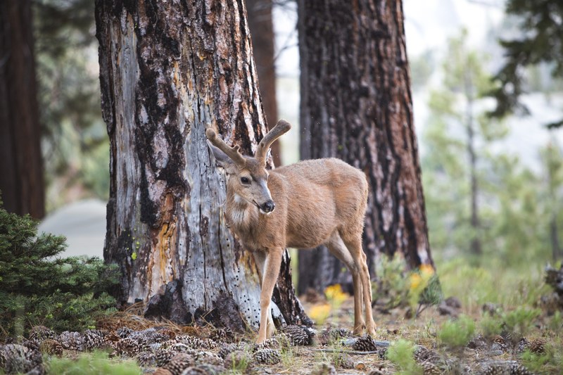 young deer alone in the woods, little deer 4k