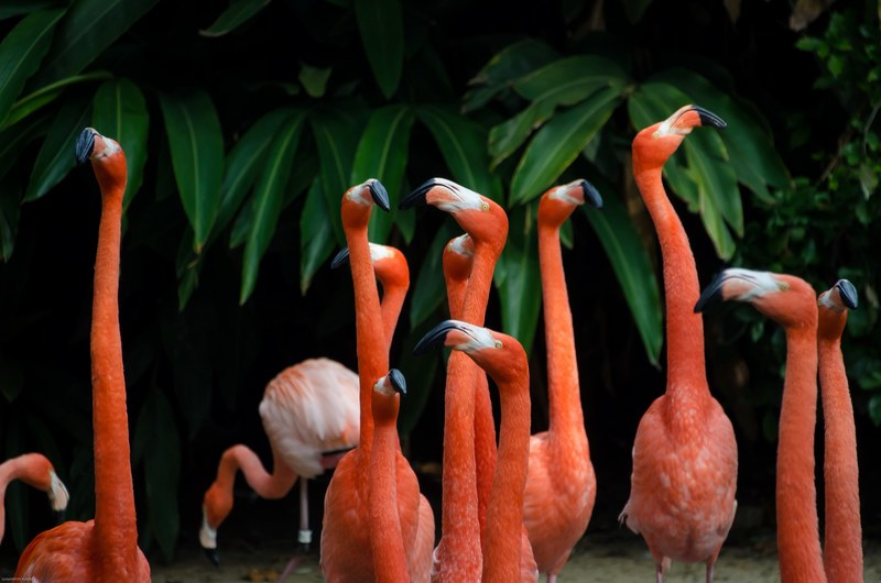 flamingo pink bird and animal 4k