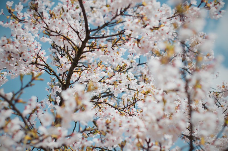 floral pink blossom on trees in spring westerpark, blossom westerpark 4k