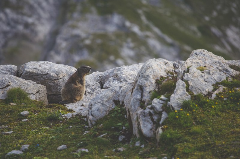 a marmot looking up by the edge of a rocky cliff next to a patch of grass, marmot on a rocky cliff 4k