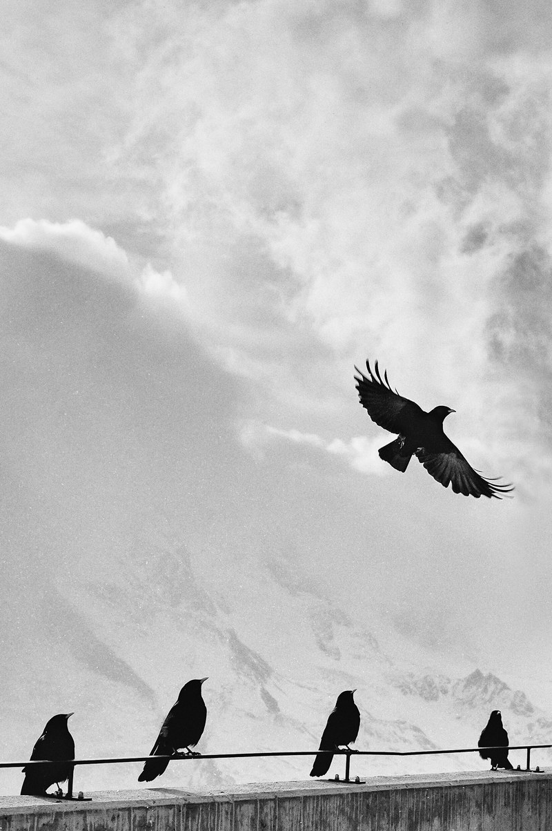 bird flying crow and fly hd, 4k