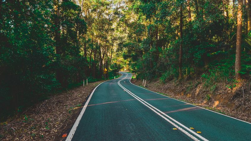 road, marking, turn, trees, forest, 4k