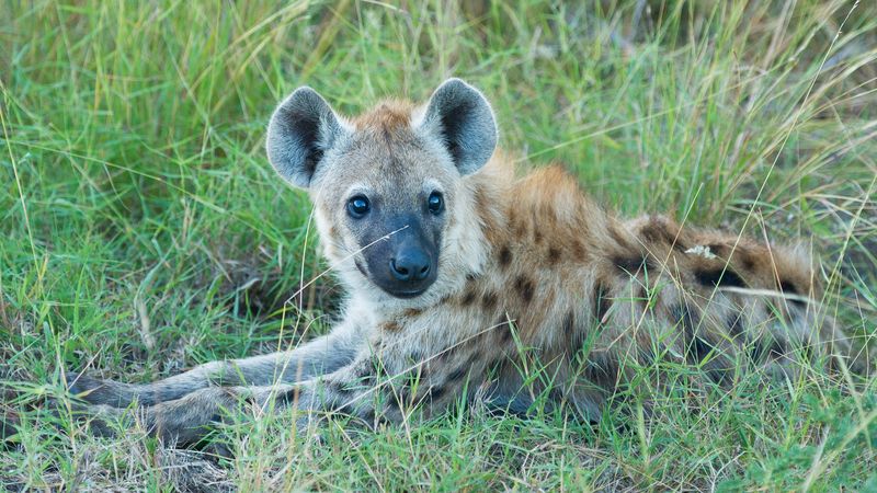 hyena, predator, muzzle, grass, lies, 4k