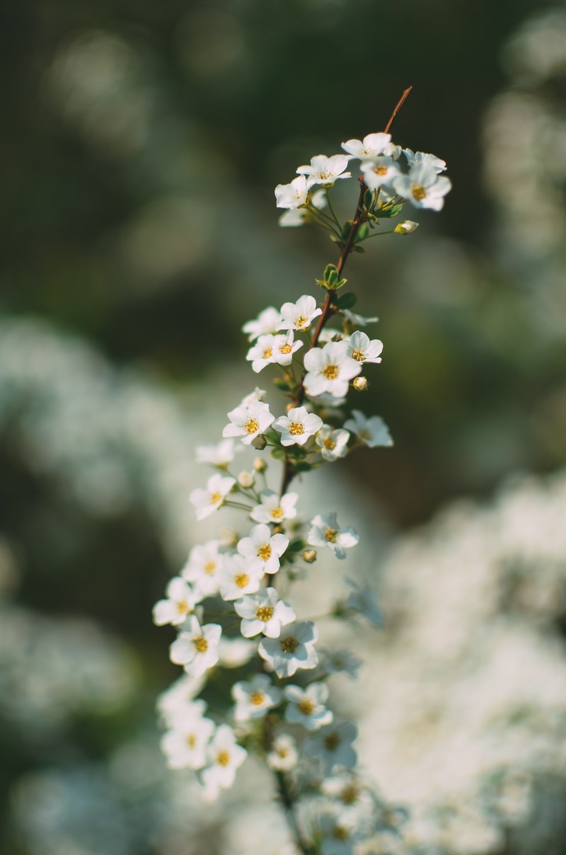 close up of a branchlet with tiny white flowers, white branchlet 4k