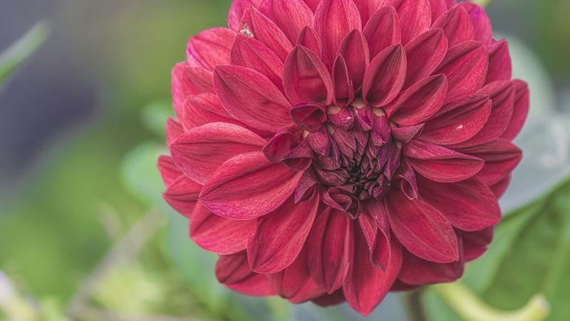 flower, bud, petals, 4k