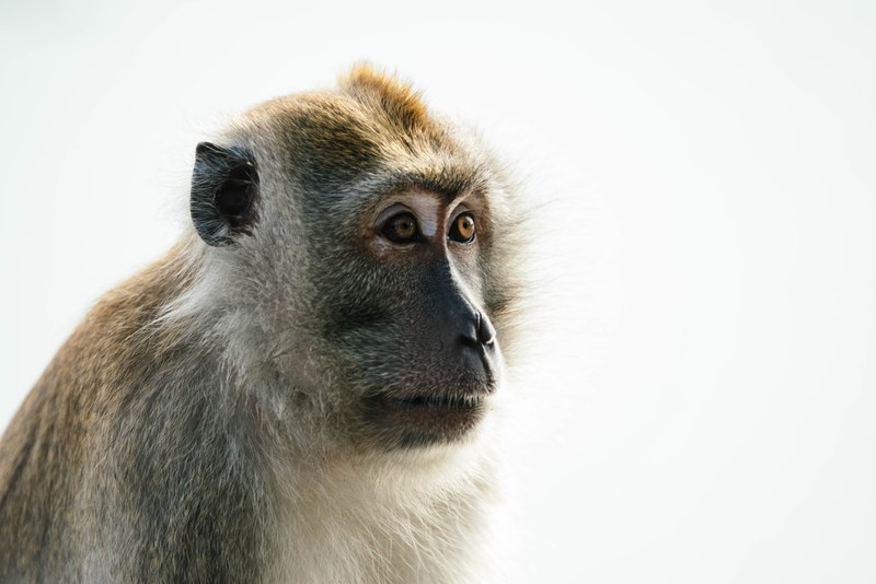 a monkey staring away, _staring monkey 4k