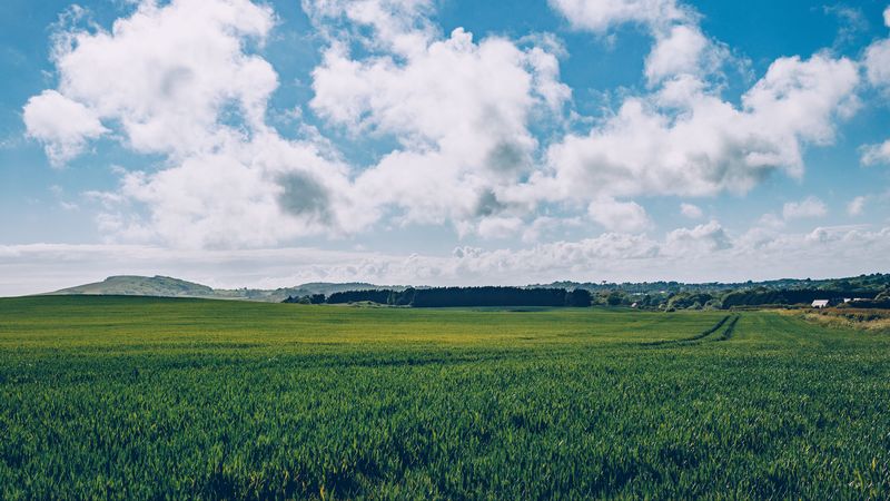 field, grass, horizon, 4k