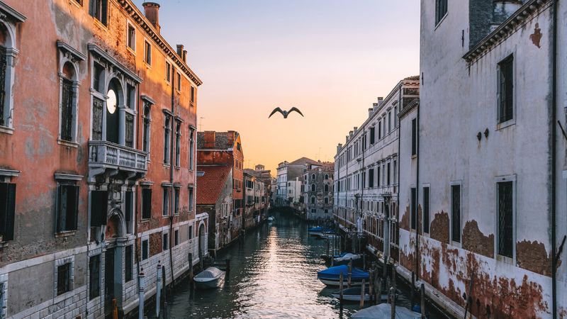 venice, italy, canal, seagull, river, 4k