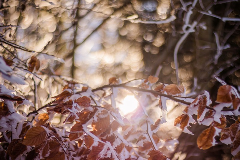 tree woodland snow and leaf 4k
