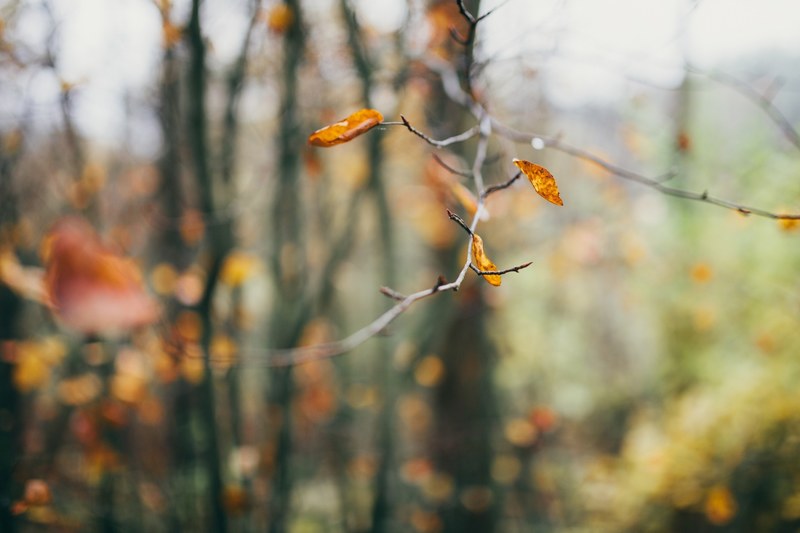october forest and autumn 4k