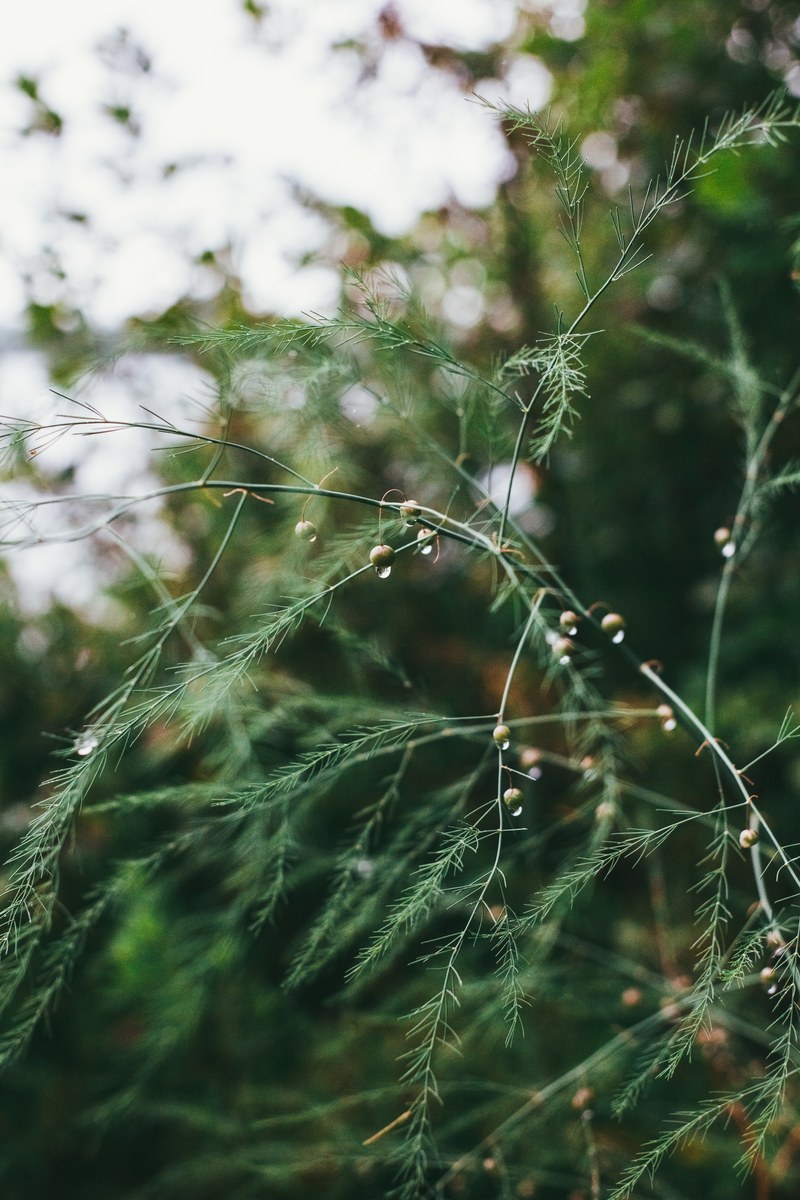 wet maine close up and macro hd, 4k