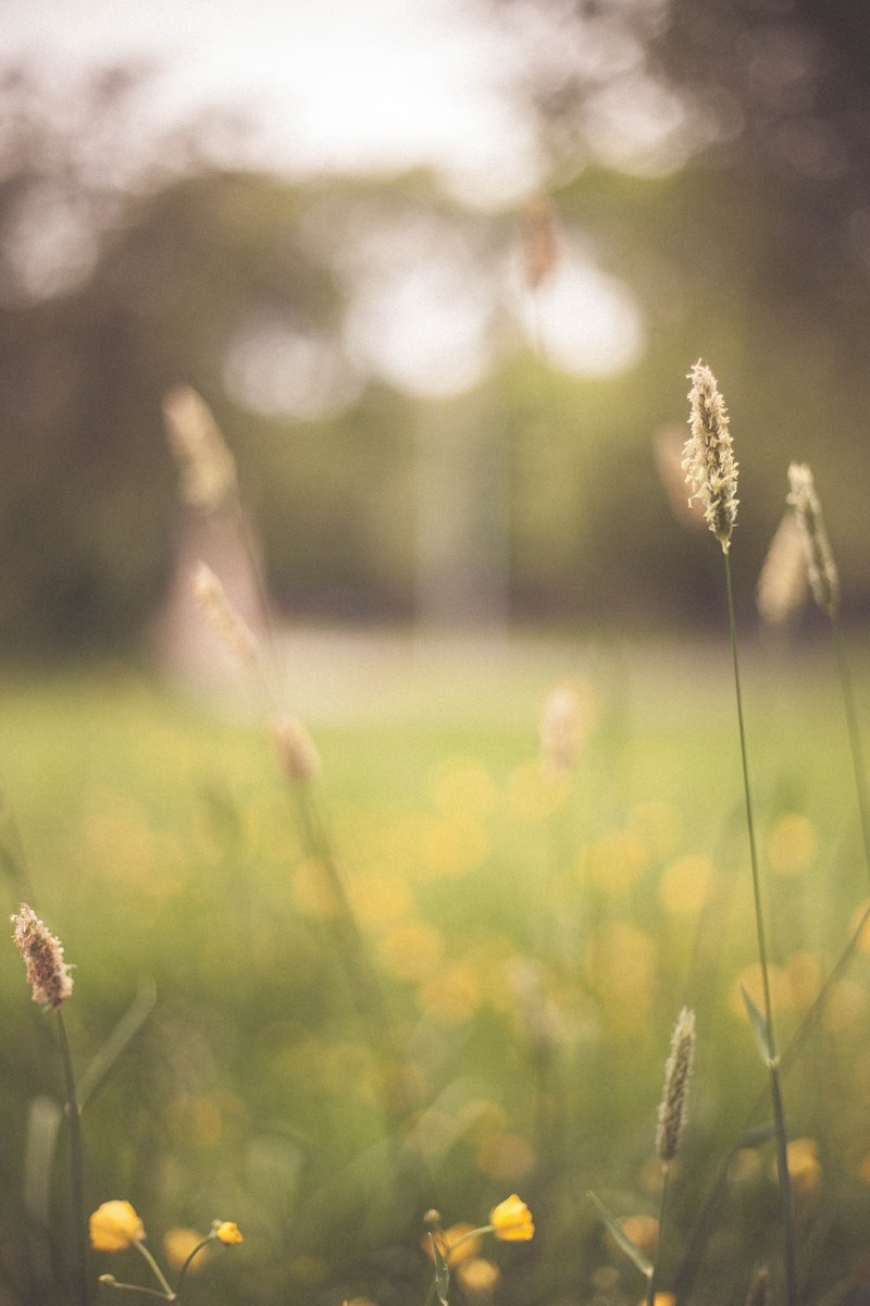 wildflower in grassy field at daytime with blurry background, wildflower blurry unsplash 4k