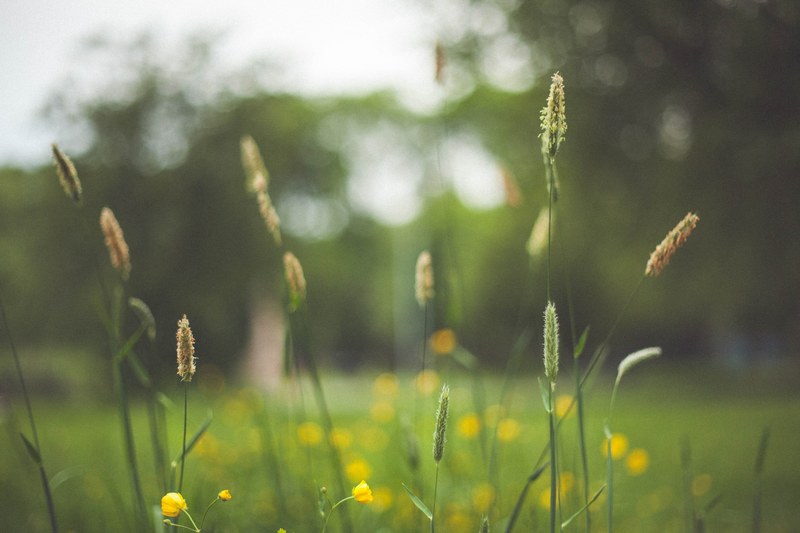 a blurry shot of tall flowering blades of grass swaying in the wind, flowering grass up close 4k