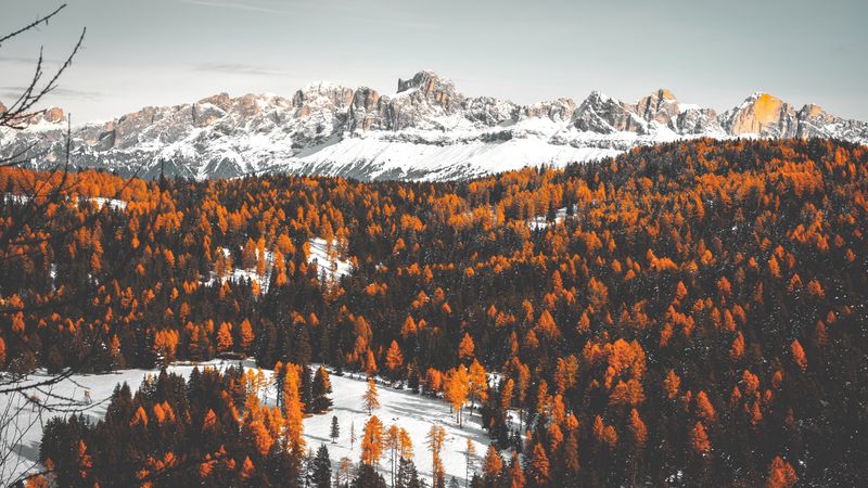 mountains, trees, snow, winter, 4k