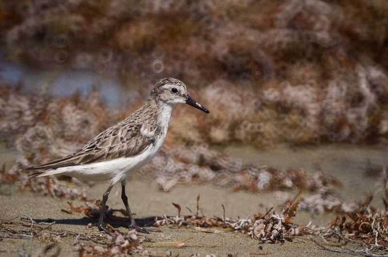 a sandpiper walking down a beach covered with dead leaves, sandpiper on beach 4k