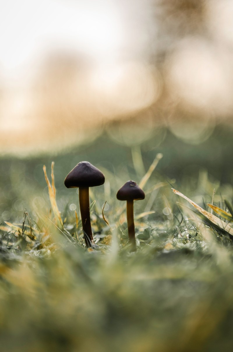 mushroom dew grass and glory hd, 4k