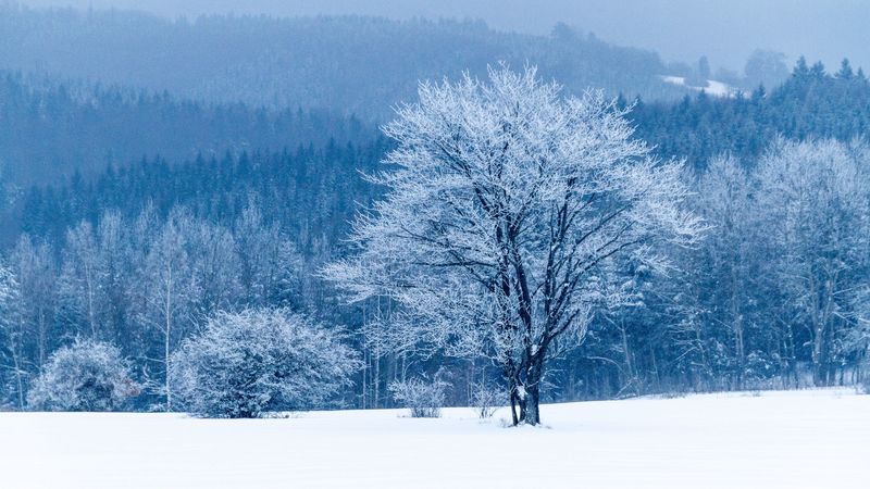 tree, snow, winter, forest, 4k