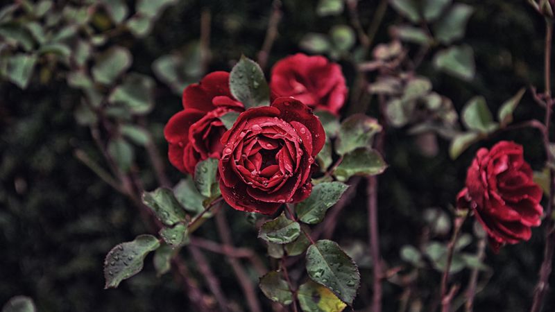 rose, drops, bud, bush, blur, 4k