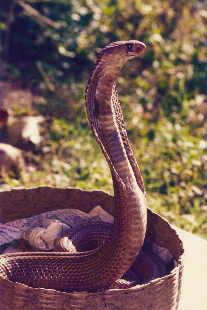 slug reptile snake and indian cobra hd, 4k