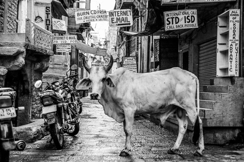 black and white shot of bull in alley with signs and motorbike, monochrome bull in alley 4k
