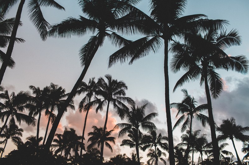 palm tree summer wallpapers and summer backgrounds 4k