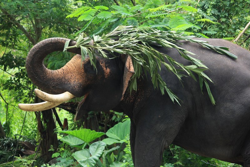 happy trunk indium and kerala 4k