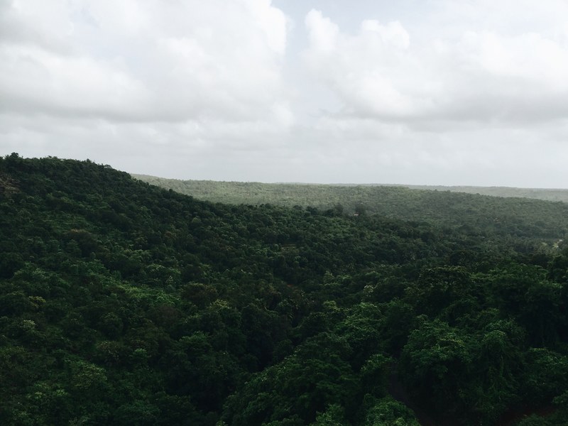 a dark green forest stretching to the horizon in lonavala india, vast green forest 4k