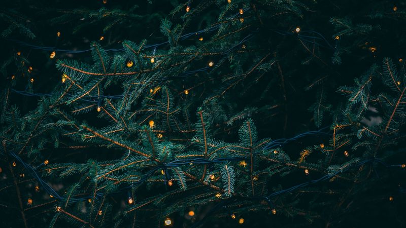 branches, garland, spruce, 4k