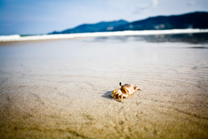 small crab on the sand beach at phuket, small crab on sand beach 4k