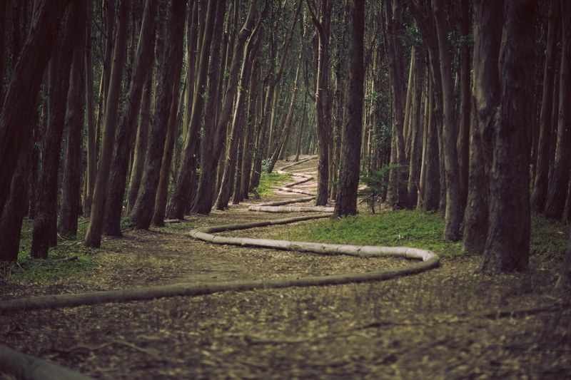 a zig zagging path in between tree trunks in a forest at the wood line, zig zag 4k