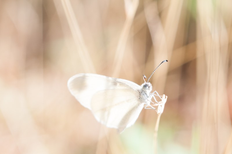 butterfly moth insect and wing 4k