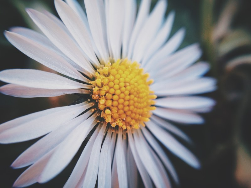a macro shot of a white daisy flower with a yellow center, daisy in macro 4k