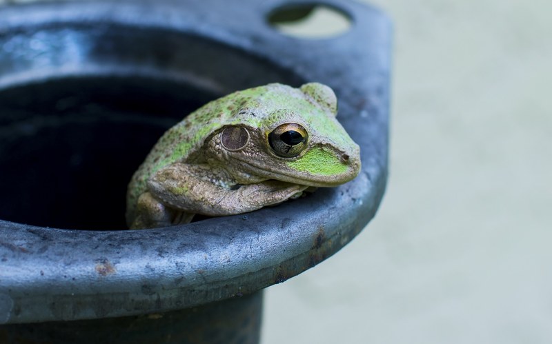 frog reptile amphibian and eye 4k