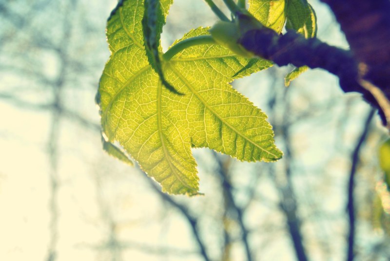 sun shining through a light green maple leaf hanging down from a branch, green maple leaf in sunlight 4k