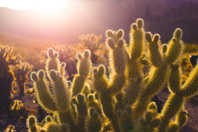 a close up of an impressive cactus in a cactus field during sunset, sunset over a cactus field 4k