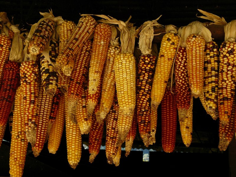 pile of fresh sweet corn waiting to be roasted, corn seeds 4k
