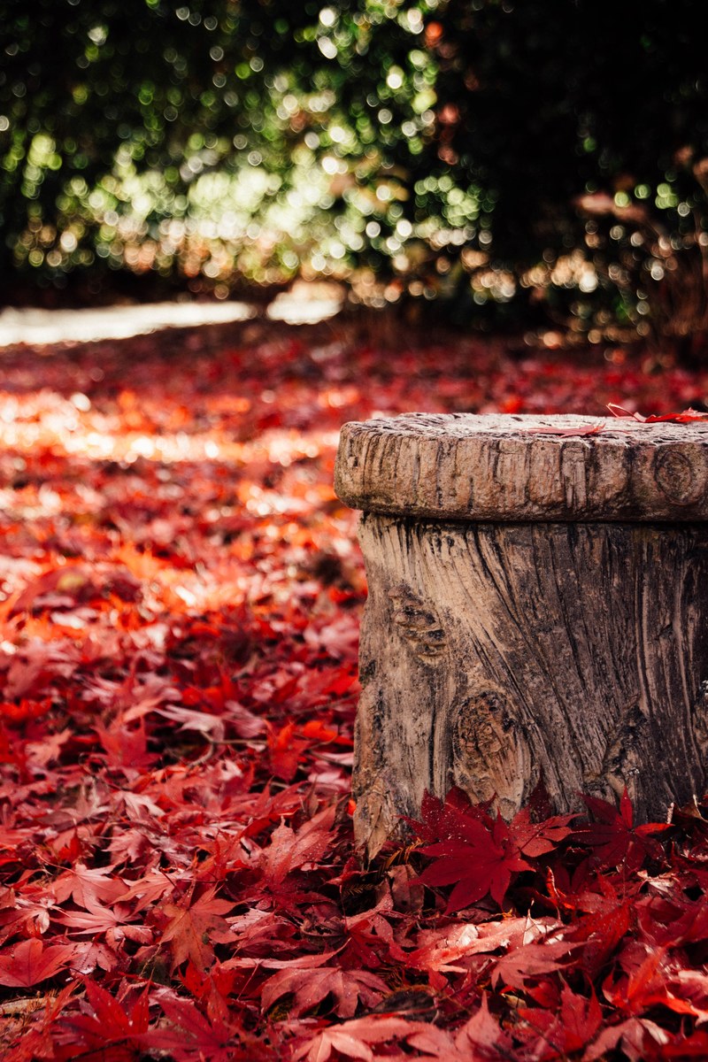 leafe and stump hd, 4k