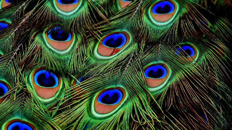 peacocks, feathers, patterns, 4k