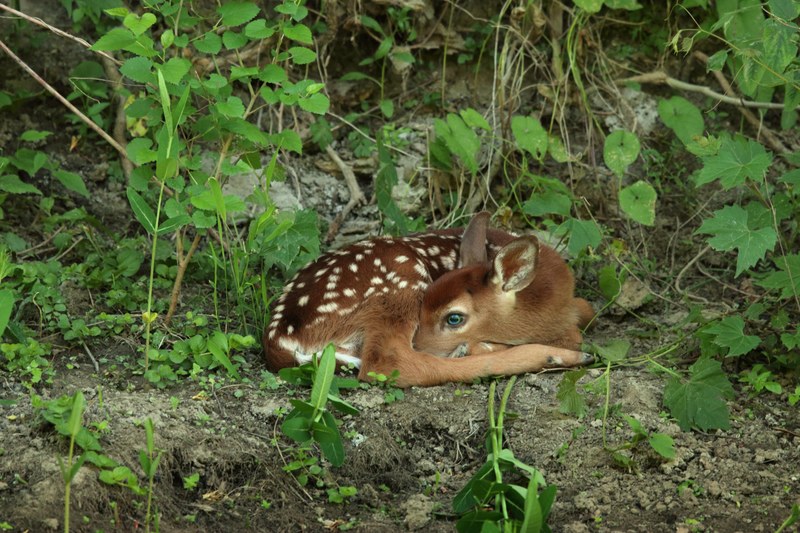 a fawn at rest 4k
