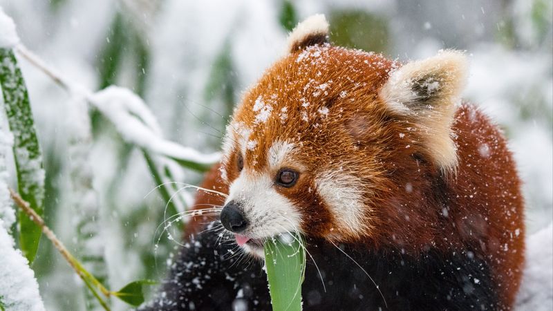 panda, red panda, snow, walk, 4k