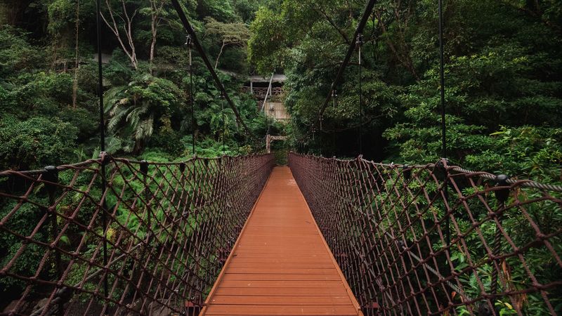 bridge, trees, hanging, weaving, 4k