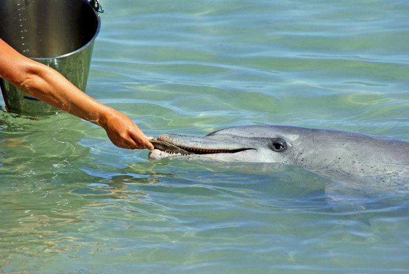 dolphin fish sea and feed 4k