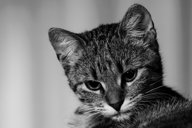 black and white shot of domestic kitten head, kitten in black and white 4k